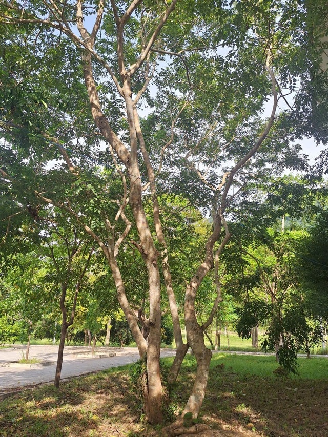 Chuyện về loài cây quý hiếm bậc nhất Việt Nam- Ảnh 1. Chuyện về loài cây quý hiếm bậc nhất Việt Nam- Ảnh 1.