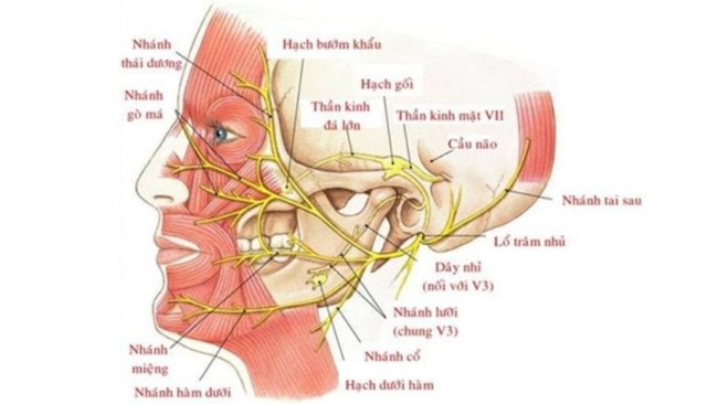 Loại bỏ khối u chung sống 10 năm gây liệt mặt- Ảnh 3. Loại bỏ khối u chung sống 10 năm gây liệt mặt- Ảnh 3.