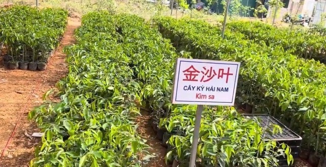 Sự thật loại cây trồng 1 ha thu hàng chục tỷ đồng sau 7 năm- Ảnh 1. Sự thật loại cây trồng 1 ha thu hàng chục tỷ đồng sau 7 năm- Ảnh 1.