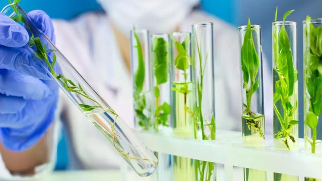 Nhóm nghiên cứu gốc Việt giải mã thực vật tạo ra chất chống ung thư- Ảnh 1. Nhóm nghiên cứu gốc Việt giải mã thực vật tạo ra chất chống ung thư- Ảnh 1.