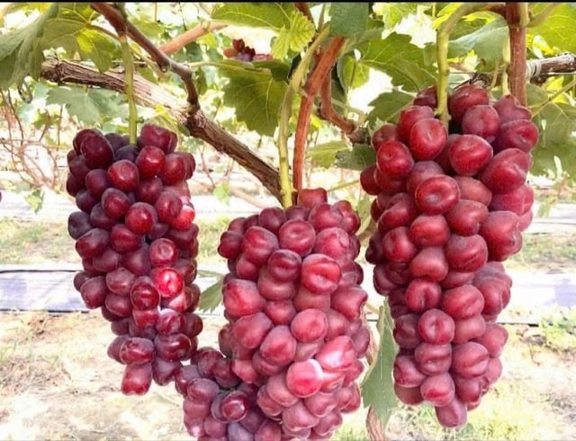 Vì sao nho sữa đỏ trái tim giá cao vẫn 'hút' người tiêu dùng?- Ảnh 2. Vì sao nho sữa đỏ trái tim giá cao vẫn 'hút' người tiêu dùng?- Ảnh 2.