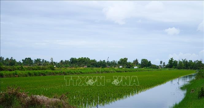 Nông dân thu lợi hàng trăm triệu đồng từ mô hình lúa-tôm hữu cơ xen canh- Ảnh 1. Nông dân thu lợi hàng trăm triệu đồng từ mô hình lúa-tôm hữu cơ xen canh- Ảnh 1.