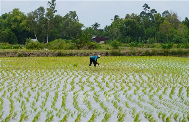 Nông dân thu lợi hàng trăm triệu đồng từ mô hình lúa-tôm hữu cơ xen canh- Ảnh 2. Nông dân thu lợi hàng trăm triệu đồng từ mô hình lúa-tôm hữu cơ xen canh- Ảnh 2.