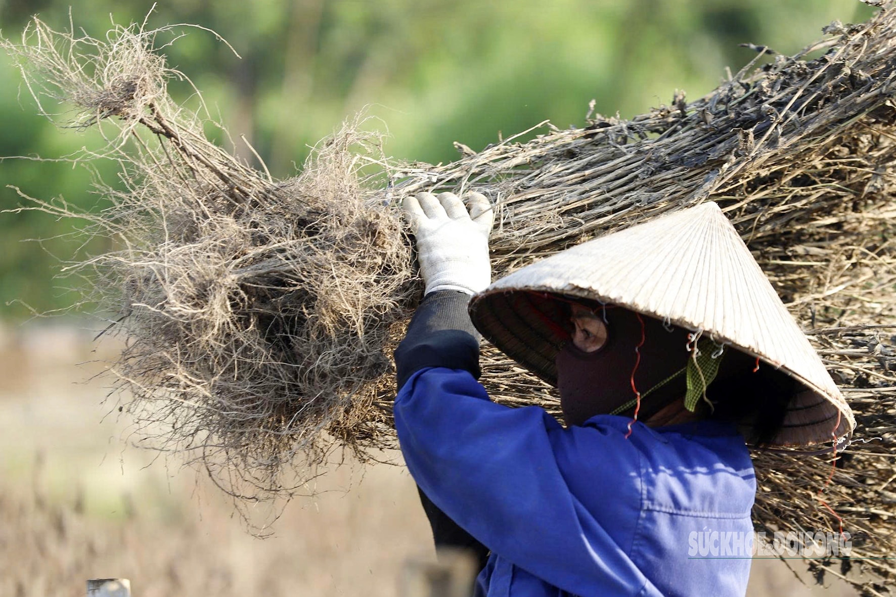 Cúc họa mi chưa kịp nở đã tàn trong lũ- Ảnh 4. Cúc họa mi chưa kịp nở đã tàn trong lũ- Ảnh 4.