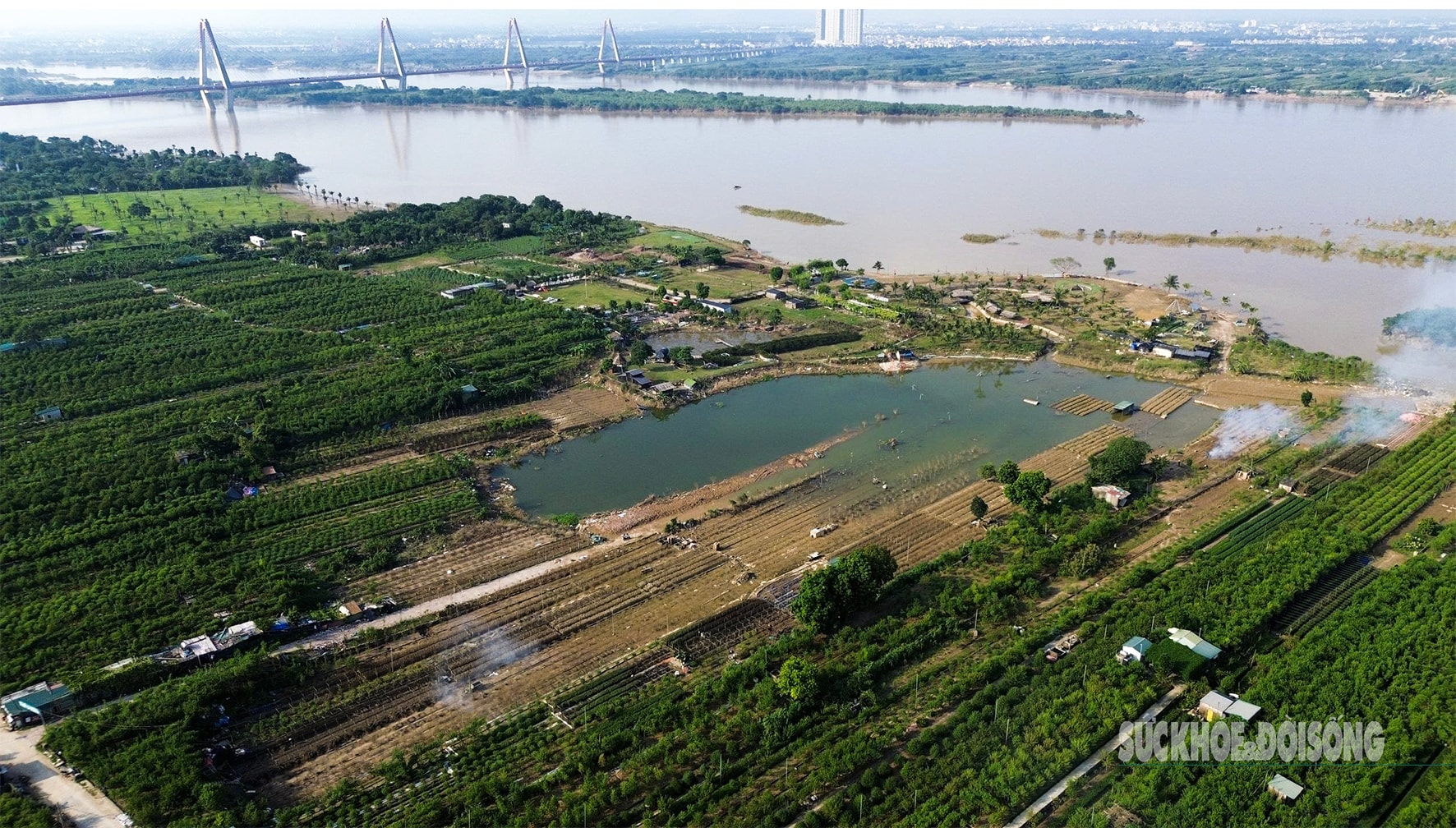 Cúc họa mi chưa kịp nở đã tàn trong lũ- Ảnh 8. Cúc họa mi chưa kịp nở đã tàn trong lũ- Ảnh 8.