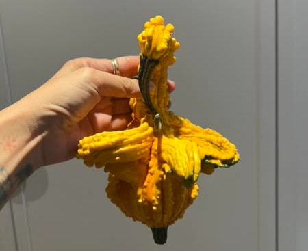 Nhiều người chi tiền triệu săn bí ngô 'độc lạ' về chơi Halloween- Ảnh 2. Nhiều người chi tiền triệu săn bí ngô 'độc lạ' về chơi Halloween- Ảnh 2.