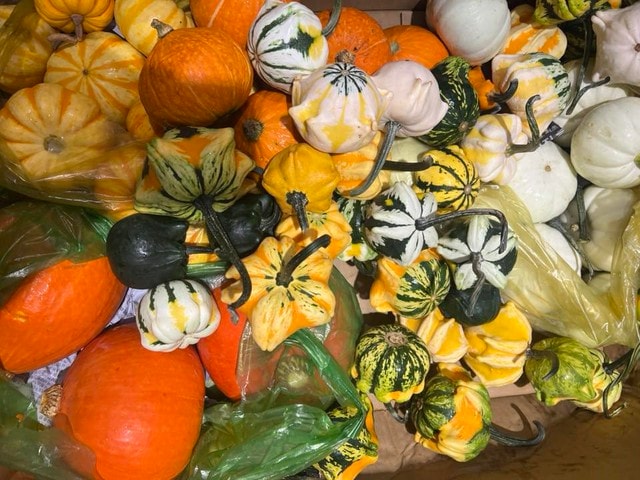 Nhiều người chi tiền triệu săn bí ngô 'độc lạ' về chơi Halloween- Ảnh 1. Nhiều người chi tiền triệu săn bí ngô 'độc lạ' về chơi Halloween- Ảnh 1.