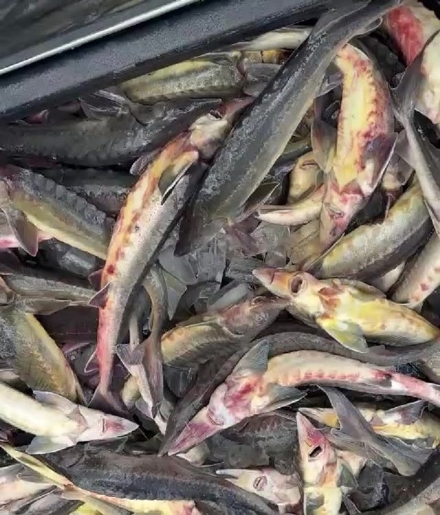 Lũ ống làm chết khoảng 45 tấn cá tầm của người dân ở Măng Đen- Ảnh 1.