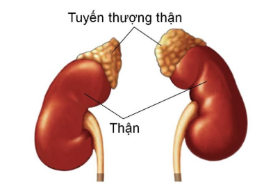 Khối u tuyến thượng thận: Khi nào cần mổ, khi nào chỉ theo dõi?- Ảnh 1. Khối u tuyến thượng thận: Khi nào cần mổ, khi nào chỉ theo dõi?- Ảnh 1.