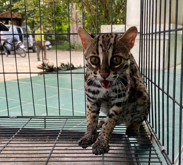 Nhiều động vật quý hiếm trở về với rừng tự nhiên ở Quảng Ngãi- Ảnh 2. Nhiều động vật quý hiếm trở về với rừng tự nhiên ở Quảng Ngãi- Ảnh 2.