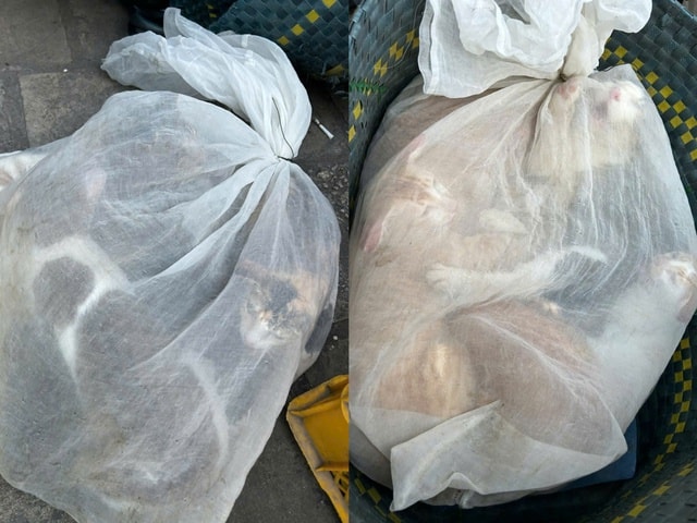 Bắt 15 đối tượng trong đường dây trộm cắp, mua bán chó mèo không rõ nguồn gốc tại TPHCM- Ảnh 2.