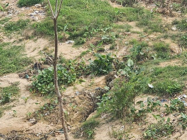 Hàng trăm hộ dân sống bất an bên bờ sông Chu- Ảnh 3. Hàng trăm hộ dân sống bất an bên bờ sông Chu- Ảnh 3.