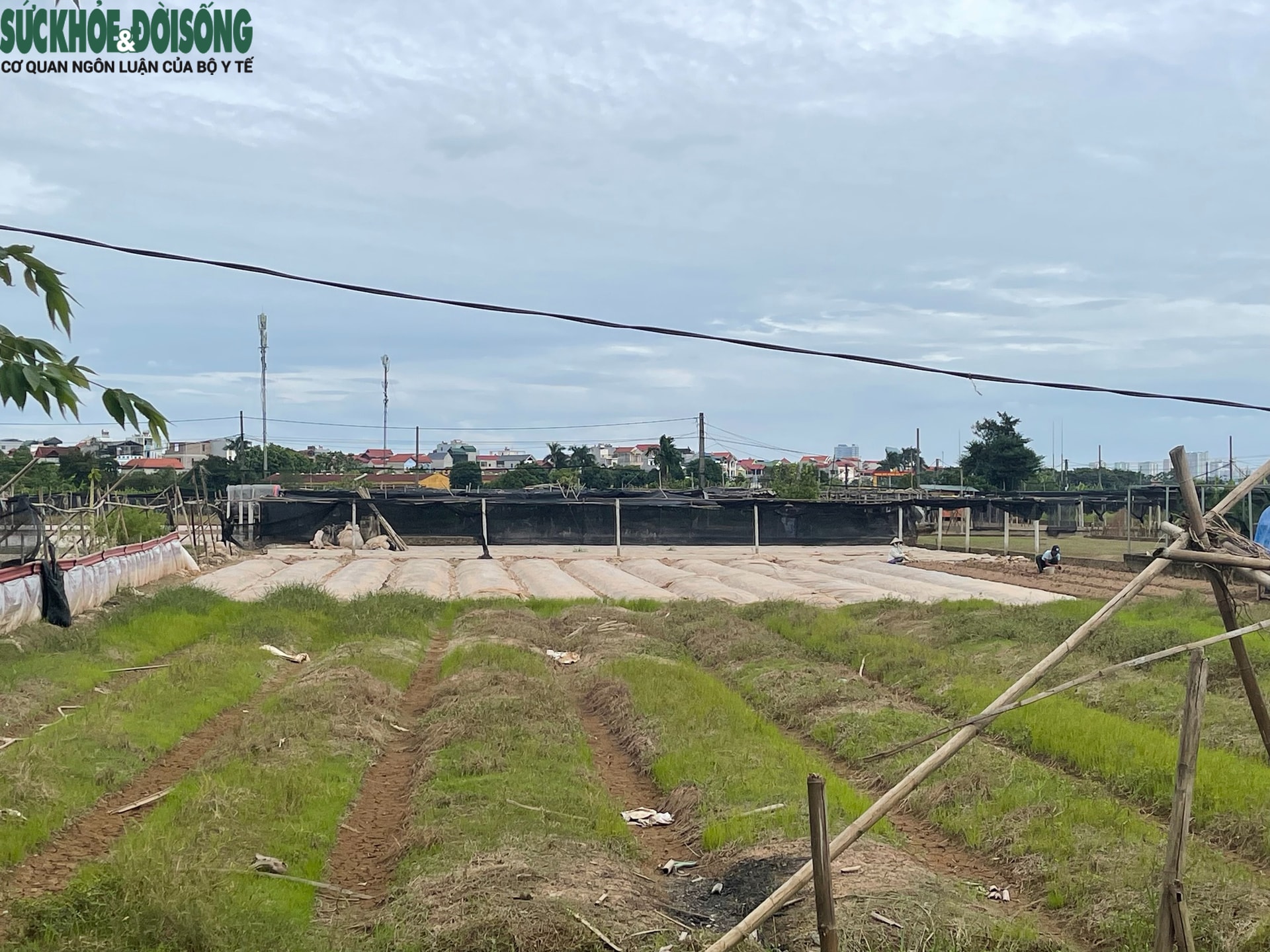 Cảnh tiêu điều tại làng hoa Tây Tựu, nhiều hộ dân mất trắng sau ngập lụt- Ảnh 1. Cảnh tiêu điều tại làng hoa Tây Tựu, nhiều hộ dân mất trắng sau ngập lụt- Ảnh 1.
