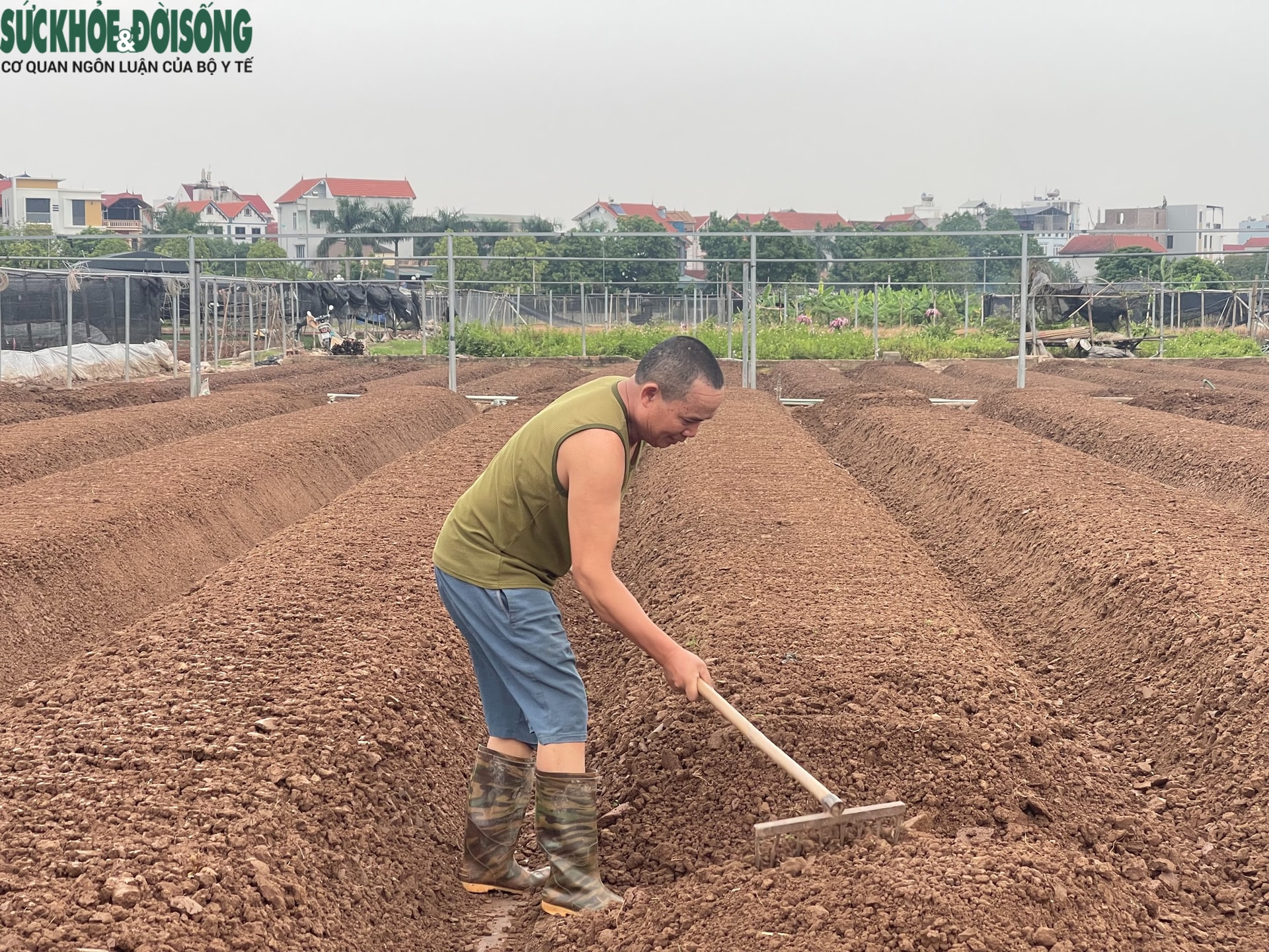 Cảnh tiêu điều tại làng hoa Tây Tựu, nhiều hộ dân mất trắng sau ngập lụt- Ảnh 8. Cảnh tiêu điều tại làng hoa Tây Tựu, nhiều hộ dân mất trắng sau ngập lụt- Ảnh 8.