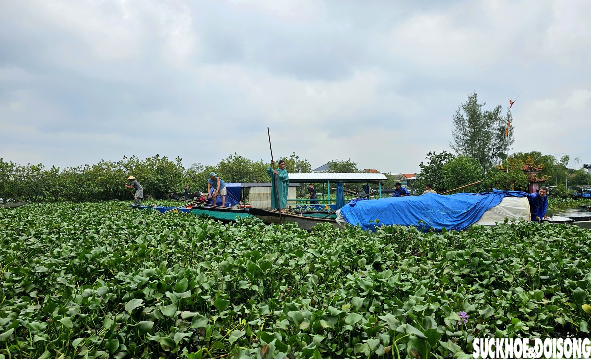 Lục bình phủ kín mặt nước, người dân điểm du lịch cộng đồng ở Huế ngâm mình 'giải vây'- Ảnh 3.