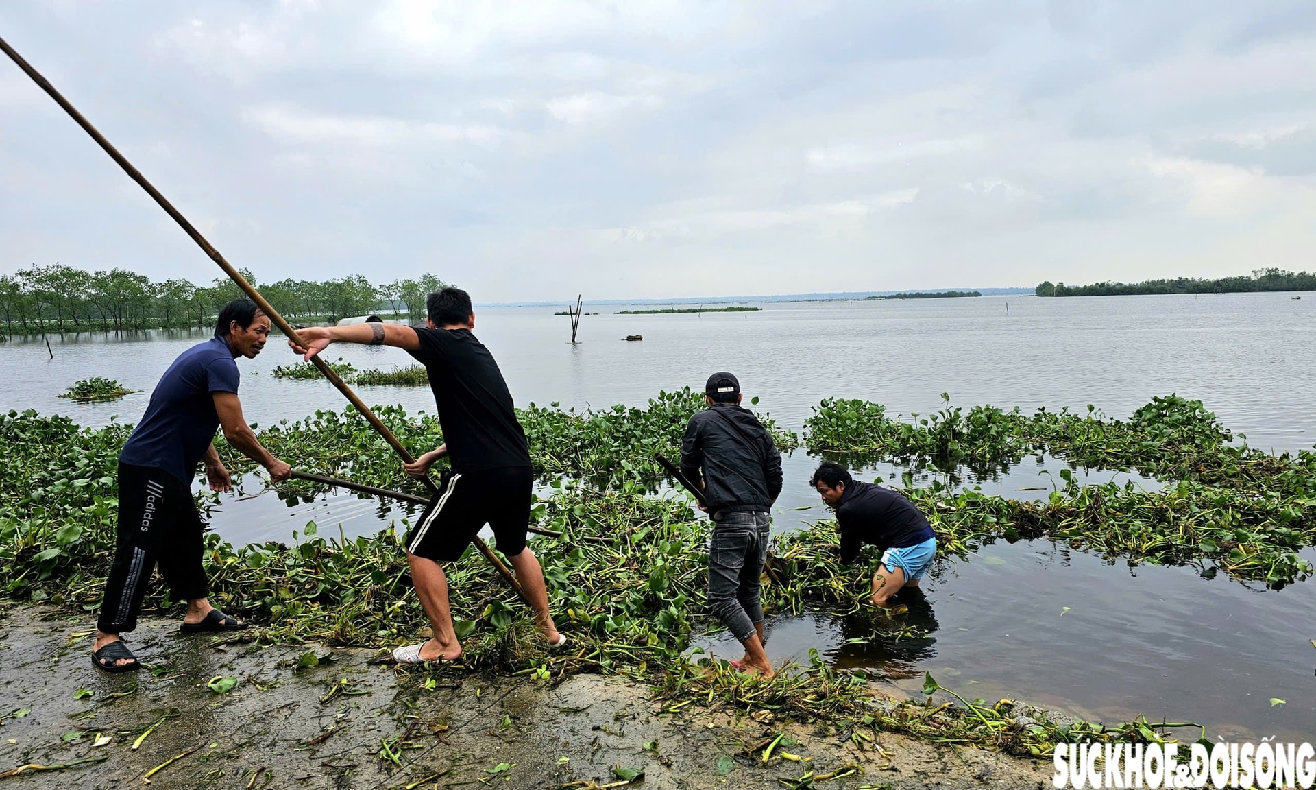 Lục bình phủ kín mặt nước, người dân điểm du lịch cộng đồng ở Huế ngâm mình 'giải vây'- Ảnh 4.
