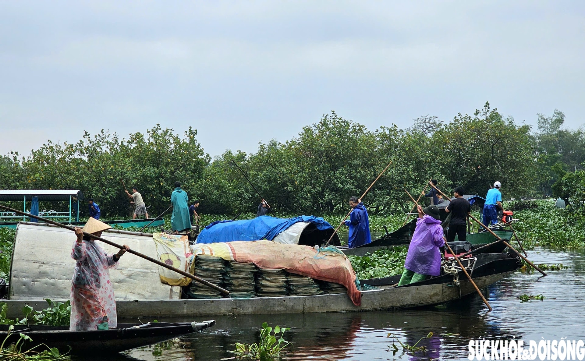 Lục bình phủ kín mặt nước, người dân điểm du lịch cộng đồng ở Huế ngâm mình 'giải vây'- Ảnh 5.