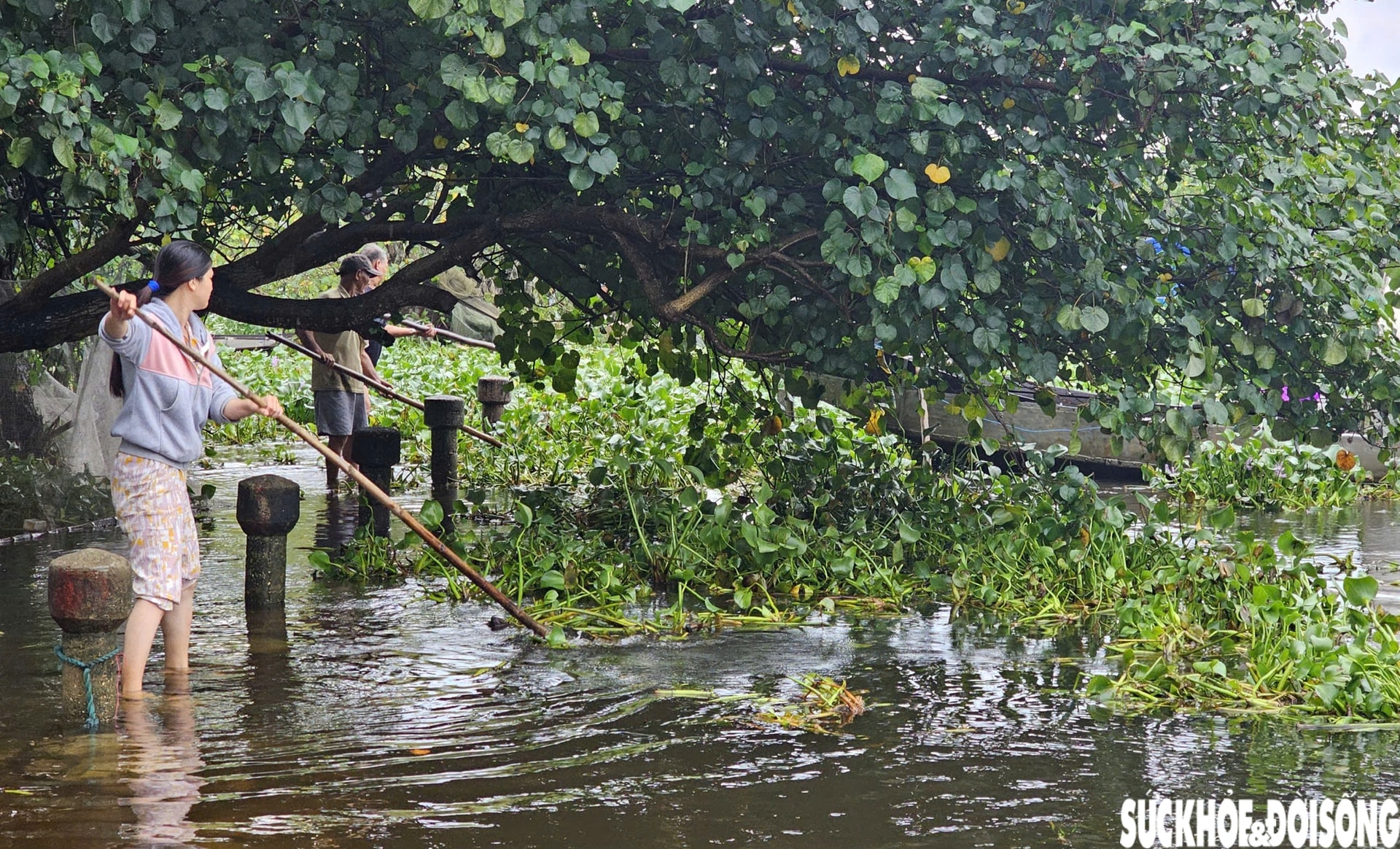 Lục bình phủ kín mặt nước, người dân điểm du lịch cộng đồng ở Huế ngâm mình 'giải vây'- Ảnh 9.