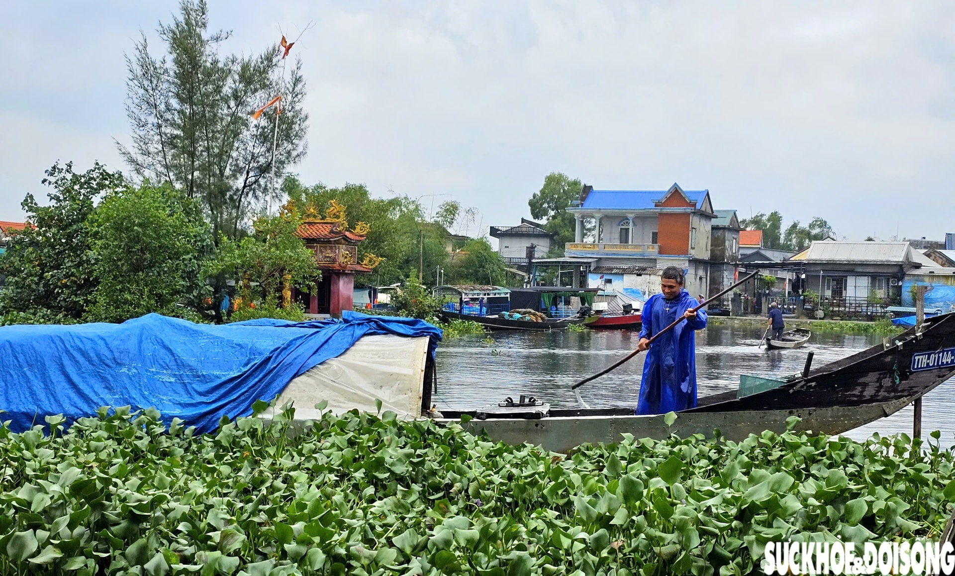 Lục bình phủ kín mặt nước, người dân điểm du lịch cộng đồng ở Huế ngâm mình 'giải vây'- Ảnh 10.
