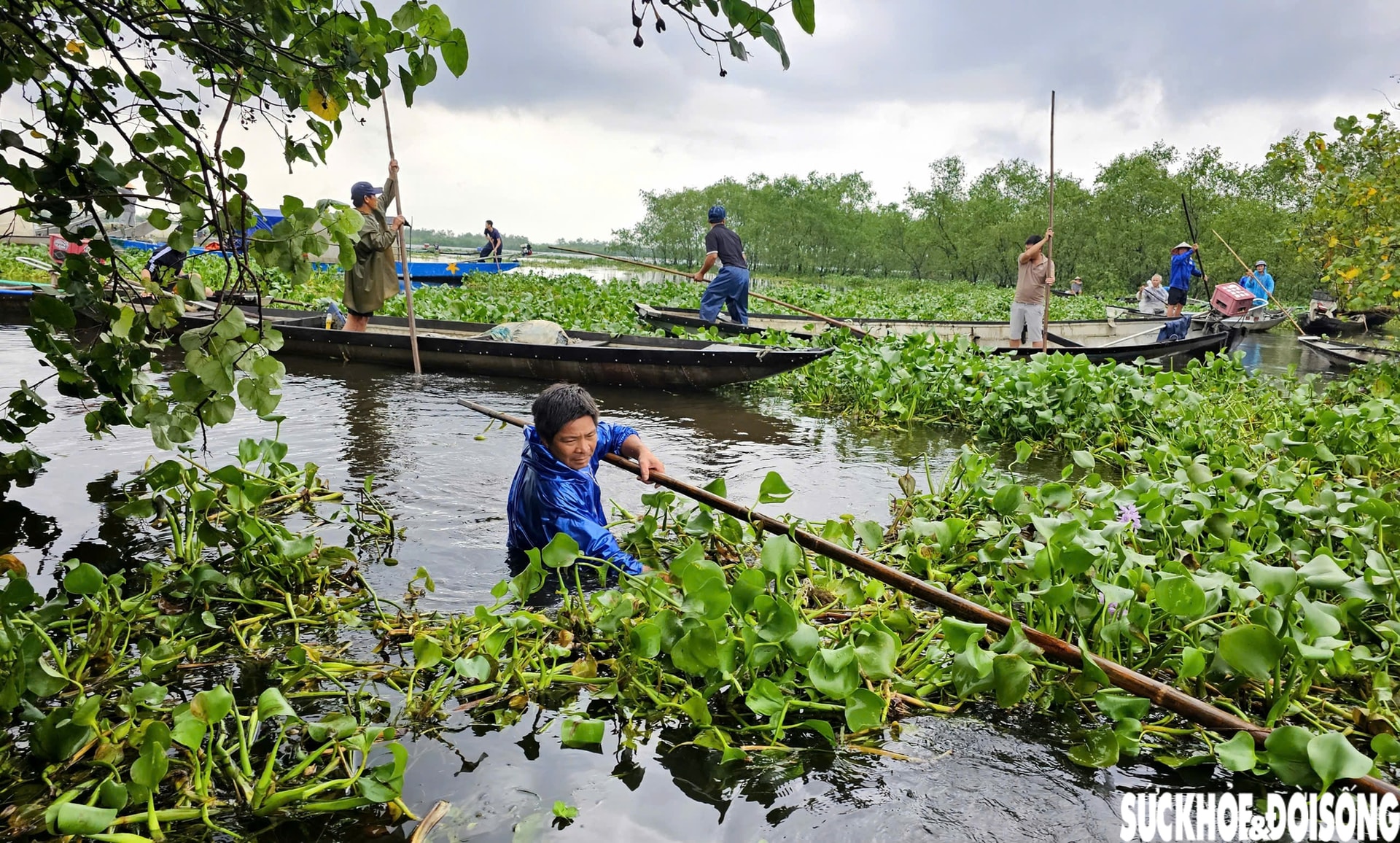 Lục bình phủ kín mặt nước, người dân điểm du lịch cộng đồng ở Huế ngâm mình 'giải vây'- Ảnh 7.