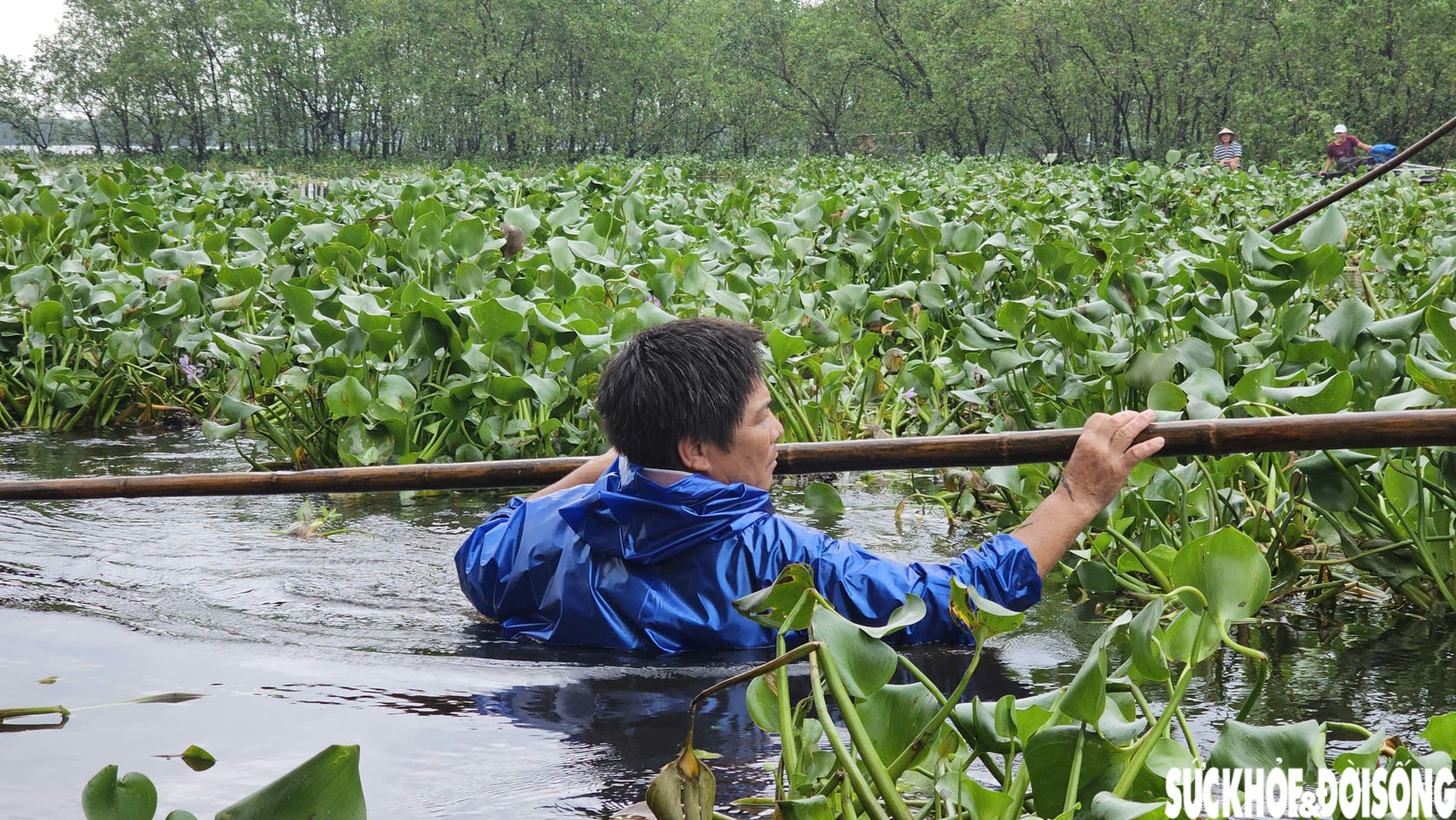 Lục bình phủ kín mặt nước, người dân điểm du lịch cộng đồng ở Huế ngâm mình 'giải vây'- Ảnh 8.