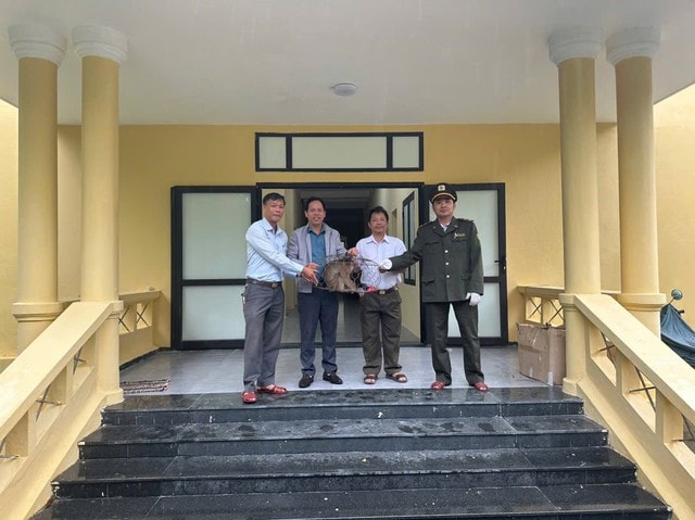 Khỉ đuôi lợn quý hiếm 'đi lạc' được giao nộp cho cơ quan chức năng- Ảnh 1. Khỉ đuôi lợn quý hiếm 'đi lạc' được giao nộp cho cơ quan chức năng- Ảnh 1.