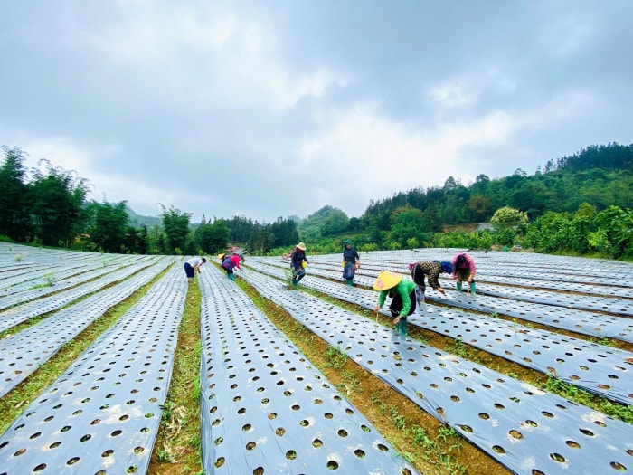 Phát huy lợi thế dược liệu – Lào Cai mở hướng xóa đói giảm nghèo bền vững - Ảnh 2.