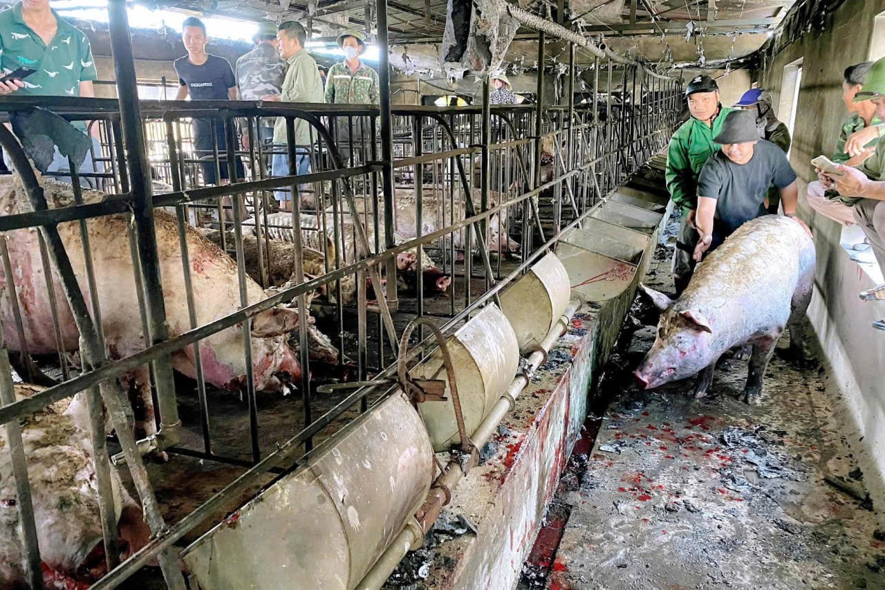 Chập điện máy sưởi ấm đàn lợn, trang trại chăn nuôi bốc cháy- Ảnh 2. Chập điện máy sưởi ấm đàn lợn, trang trại chăn nuôi bốc cháy- Ảnh 2.