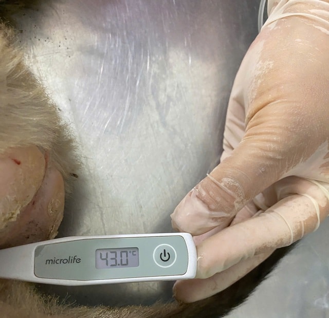 Chuyện về ‘bảo mẫu’ đặc biệt của động vật quý hiếm- Ảnh 3. Chuyện về ‘bảo mẫu’ đặc biệt của động vật quý hiếm- Ảnh 3.