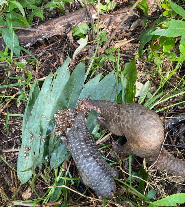 Chuyện về ‘bảo mẫu’ đặc biệt của động vật quý hiếm- Ảnh 5. Chuyện về ‘bảo mẫu’ đặc biệt của động vật quý hiếm- Ảnh 5.
