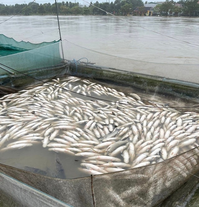 Nhiều hộ nuôi cá lồng ven sông Bồ có nguy cơ trắng tay sau mưa lũ- Ảnh 4. Nhiều hộ nuôi cá lồng ven sông Bồ có nguy cơ trắng tay sau mưa lũ- Ảnh 4.