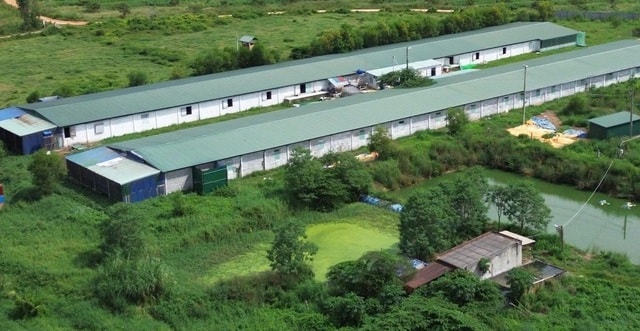Trang trại nuôi vịt bị phạt 300 triệu đồng vẫn tiếp tục gây ô nhiễm- Ảnh 1.