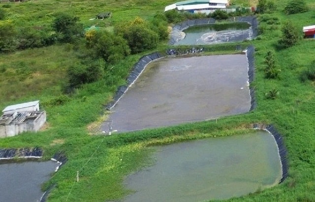 Trang trại nuôi vịt bị phạt 300 triệu đồng vẫn tiếp tục gây ô nhiễm- Ảnh 2.