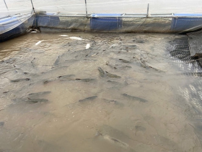 Nhiều hộ nuôi cá lồng ven sông Bồ có nguy cơ trắng tay sau mưa lũ- Ảnh 6. Nhiều hộ nuôi cá lồng ven sông Bồ có nguy cơ trắng tay sau mưa lũ- Ảnh 6.