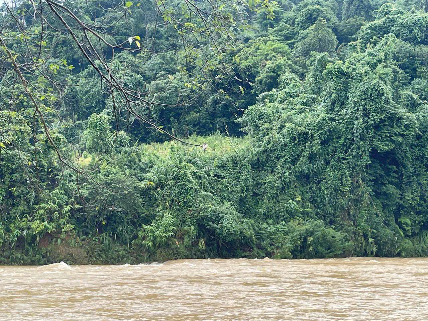 Xuyên đêm tìm người phụ nữ đi lạc trong rừng giữa mưa lũ- Ảnh 2. Xuyên đêm tìm người phụ nữ đi lạc trong rừng giữa mưa lũ- Ảnh 2.