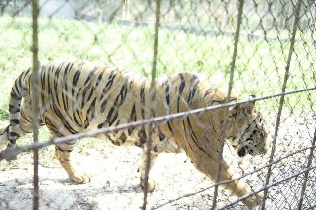 Tìm ngôi nhà mới cho chín cá thể động vật quý hiếm có nguy cơ tuyệt chủng- Ảnh 1. Tìm ngôi nhà mới cho chín cá thể động vật quý hiếm có nguy cơ tuyệt chủng- Ảnh 1.