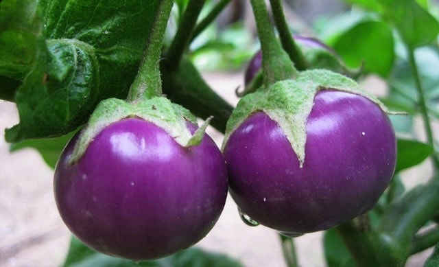 3 loại rau cần tránh ở người tăng axit uric trong mùa mưa- Ảnh 1. 3 loại rau cần tránh ở người tăng axit uric trong mùa mưa- Ảnh 1.