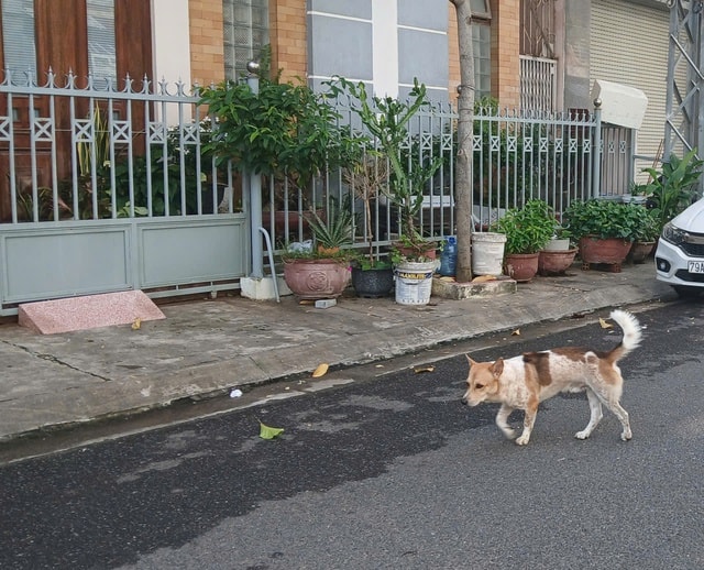 Nhiều trường hợp ở Khánh Hòa bị sán chó, người dân chủ động phòng bệnh- Ảnh 1.