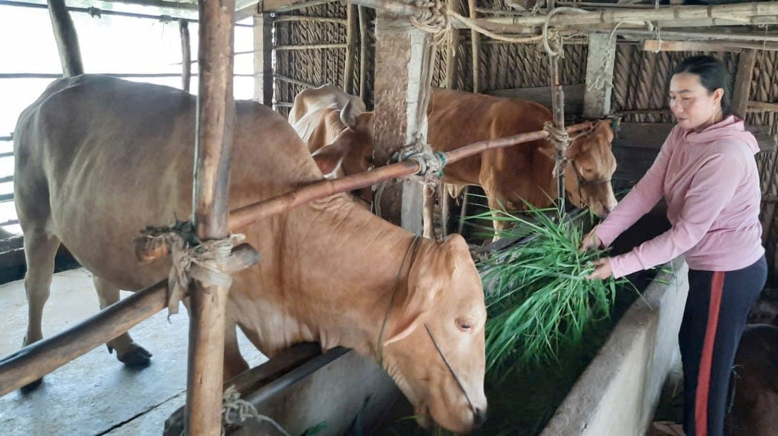 Vĩnh Long: Hướng đến mục tiêu giảm nghèo bền vững, toàn diện- Ảnh 1.