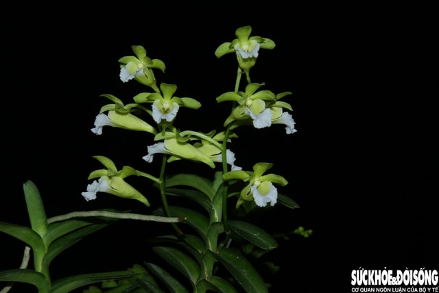 Mở rộng Khu dự trữ sinh quyển Núi Chúa: Kết nối rừng, biển và sinh kế cộng đồng- Ảnh 2.