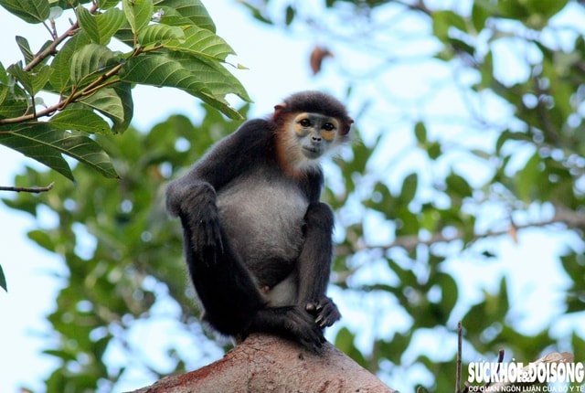 Mở rộng Khu dự trữ sinh quyển Núi Chúa: Kết nối rừng, biển và sinh kế cộng đồng- Ảnh 3.