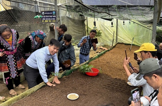 Cây 'thoát nghèo' cho đồng bào dân tộc thiểu số vẫn cần một 'cú hích'- Ảnh 1. Cây 'thoát nghèo' cho đồng bào dân tộc thiểu số vẫn cần một 'cú hích'- Ảnh 1.