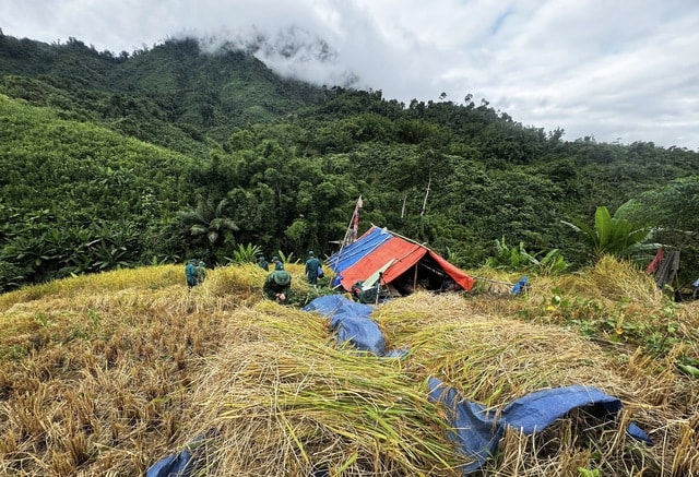 Chạy đua với thời gian giữ hạt lúa trước bão số 13- Ảnh 1. Chạy đua với thời gian giữ hạt lúa trước bão số 13- Ảnh 1.