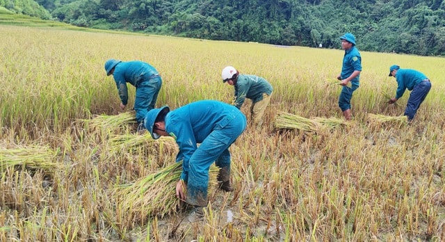 Chạy đua với thời gian giữ hạt lúa trước bão số 13- Ảnh 3. Chạy đua với thời gian giữ hạt lúa trước bão số 13- Ảnh 3.