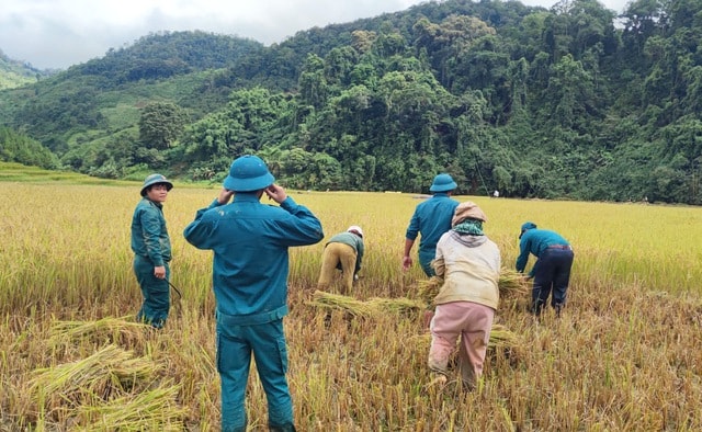 Chạy đua với thời gian giữ hạt lúa trước bão số 13- Ảnh 4. Chạy đua với thời gian giữ hạt lúa trước bão số 13- Ảnh 4.