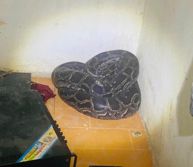 Hoảng hốt phát hiện trăn hơn 30kg cuộn tròn ở góc nhà- Ảnh 1. Hoảng hốt phát hiện trăn hơn 30kg cuộn tròn ở góc nhà- Ảnh 1.