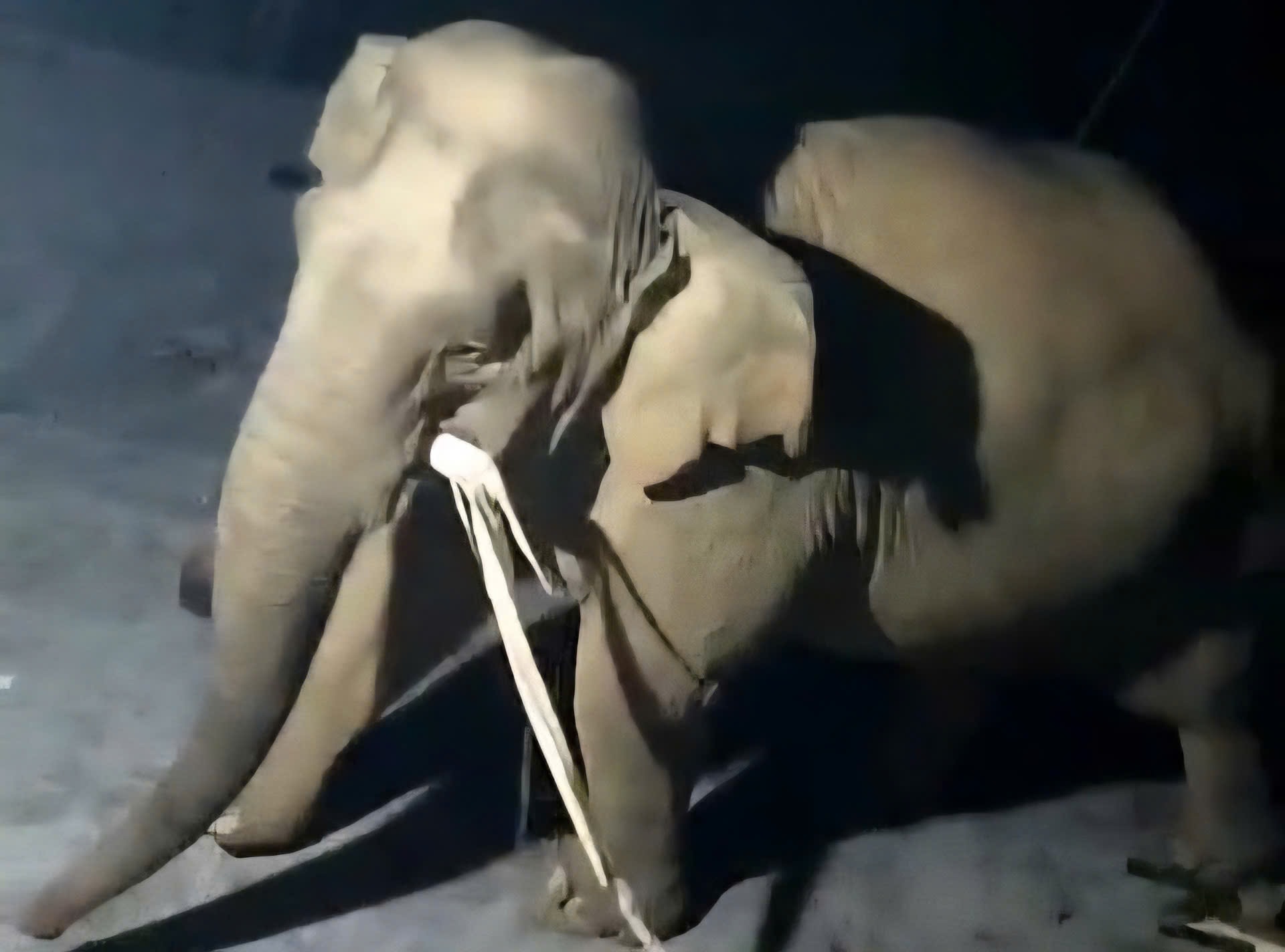 Clip voi rừng vào nhà dân ở Nghệ An tìm thức ăn- Ảnh 1.