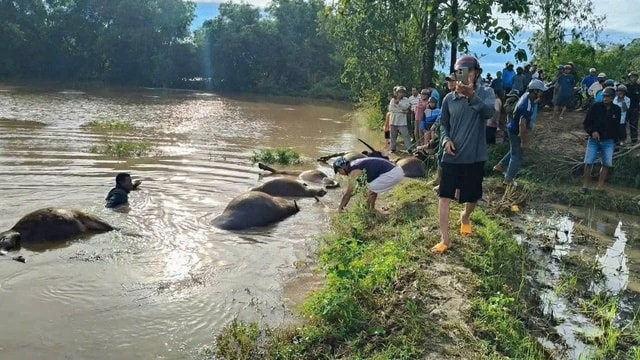 Xót xa hàng chục con trâu bị ngạt nước do bão số 13- Ảnh 3. Xót xa hàng chục con trâu bị ngạt nước do bão số 13- Ảnh 3.