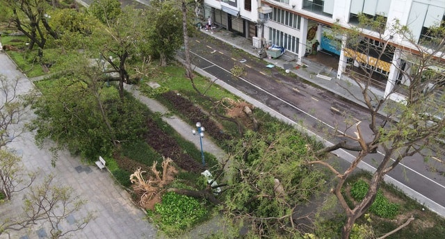 Quy Nhơn tan hoang sau bão số 13: Trụ đèn gãy đổ cả loạt, nhiều ngôi nhà tốc mái- Ảnh 3. Quy Nhơn tan hoang sau bão số 13: Trụ đèn gãy đổ cả loạt, nhiều ngôi nhà tốc mái- Ảnh 3.