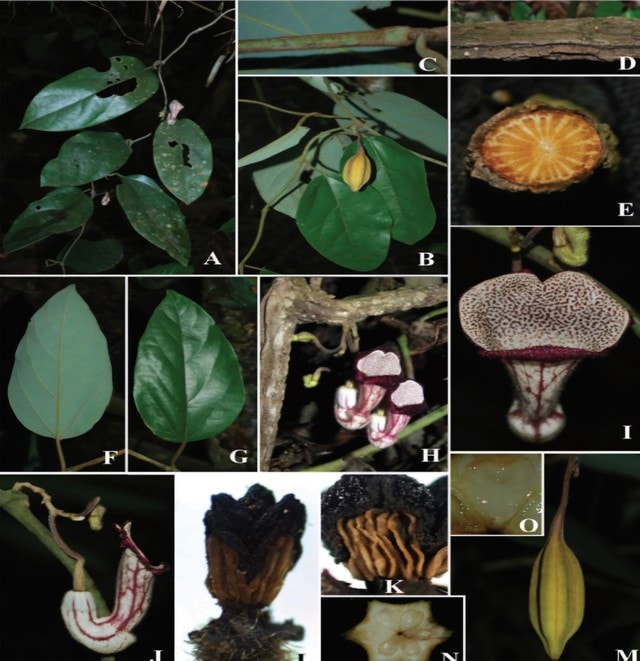 Phát hiện loài động vật 'tuyệt chủng' và kho tàng 12 loài thực vật mới- Ảnh 1. Phát hiện loài động vật 'tuyệt chủng' và kho tàng 12 loài thực vật mới- Ảnh 1.